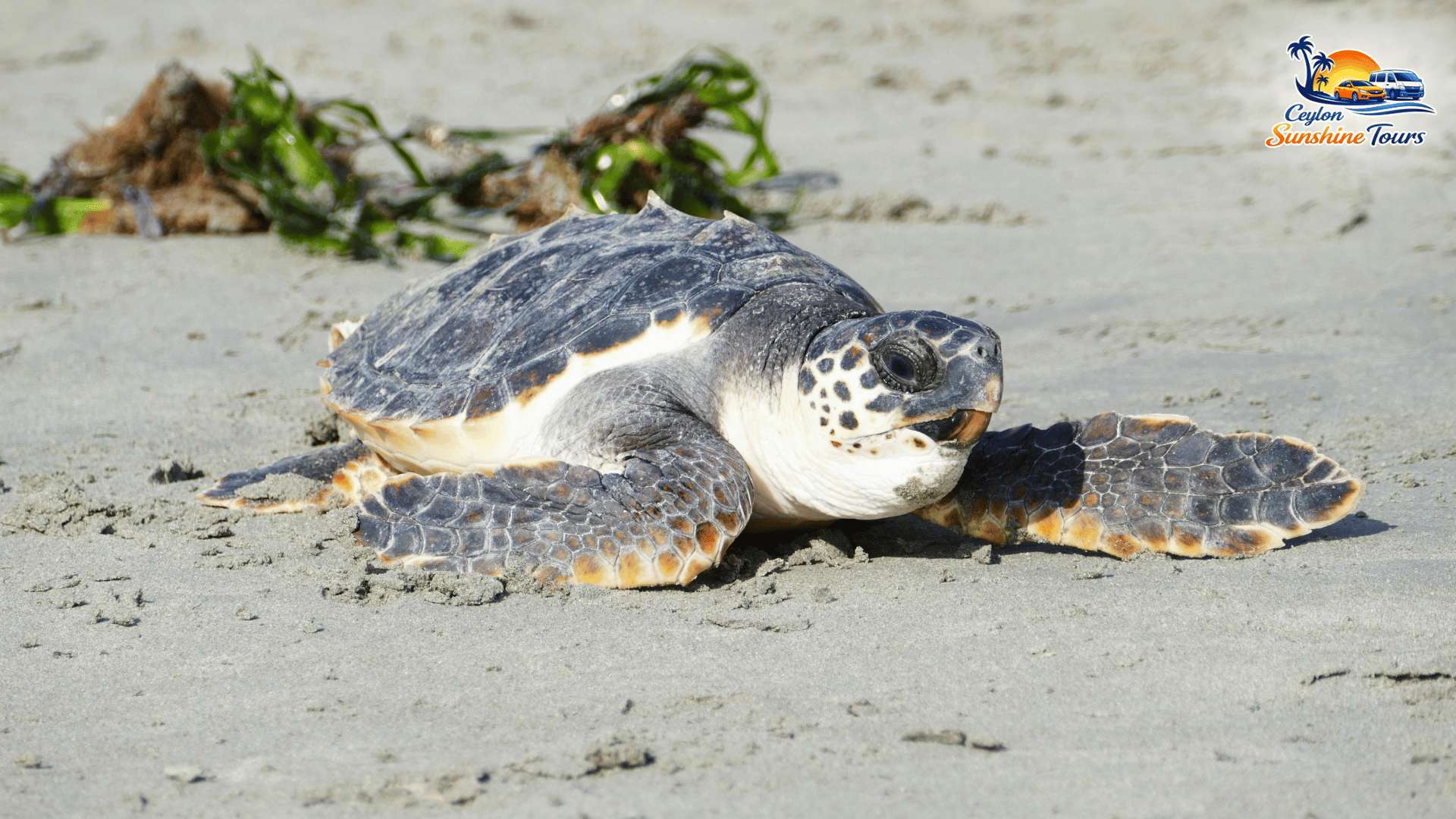 Best Sri Lanka tour packages blog