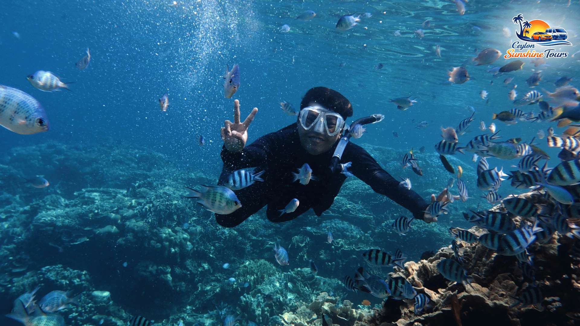 Whale and dolphin coastal experience in southern Sri Lanka