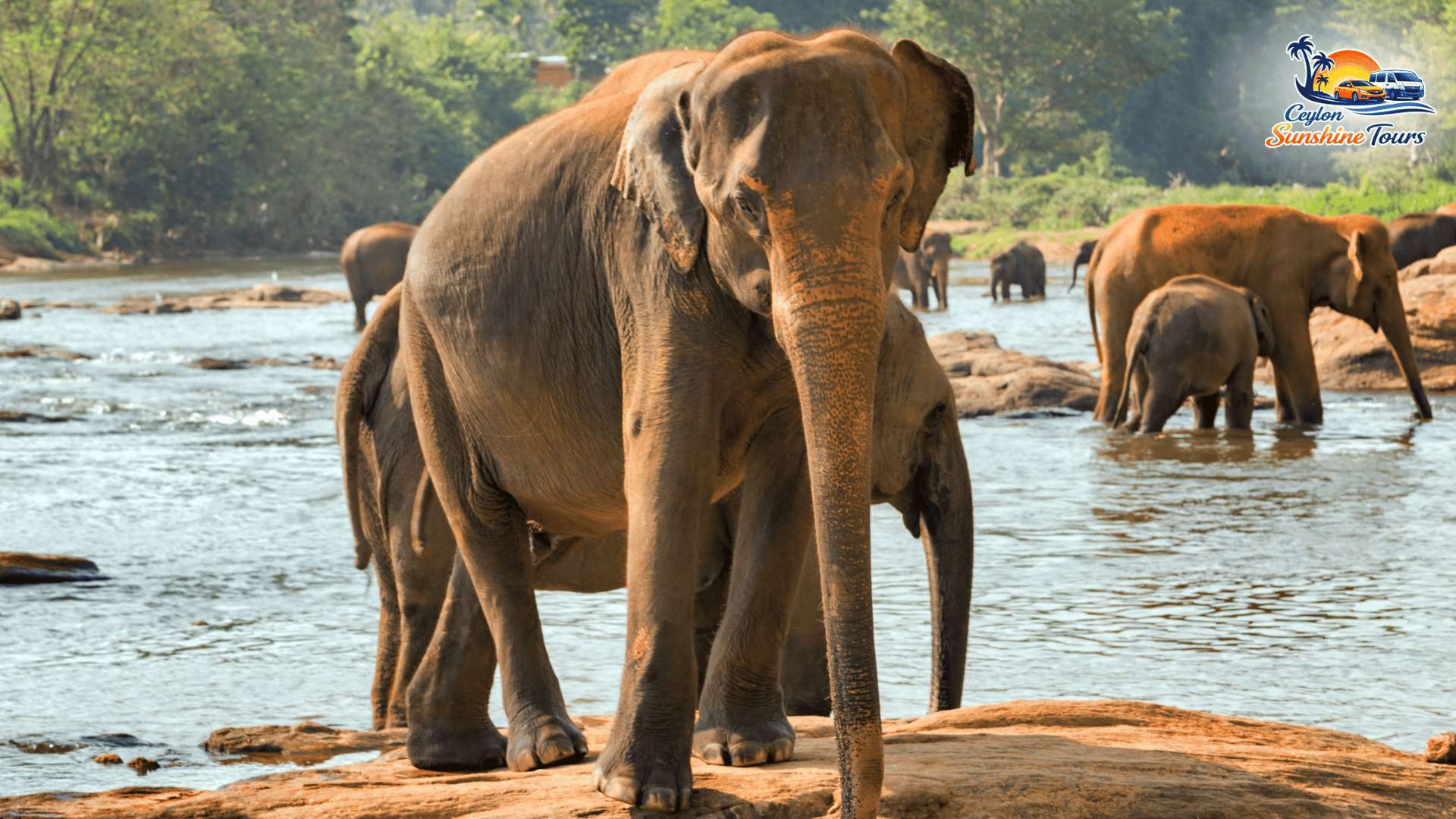 Wild elephant safari experience in Habarana