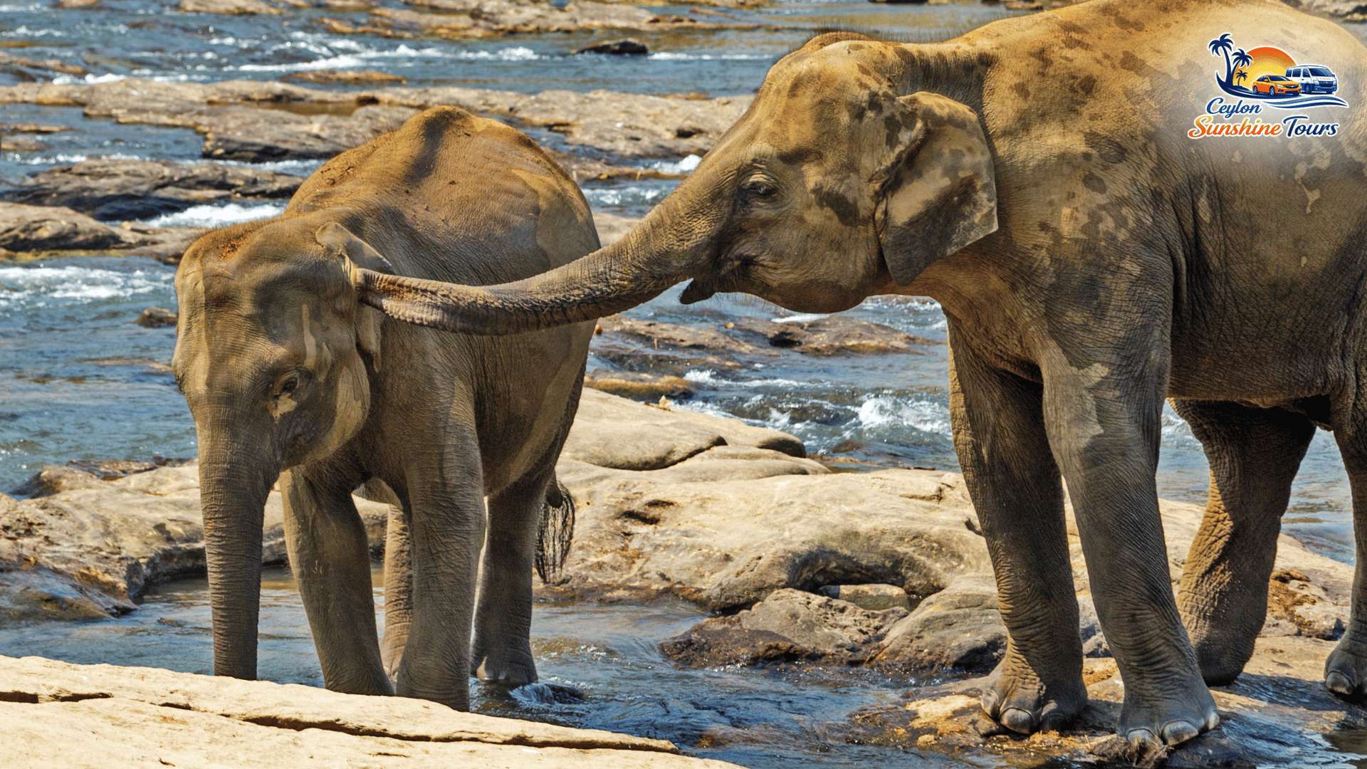Elephants in natural habitat at Habarana