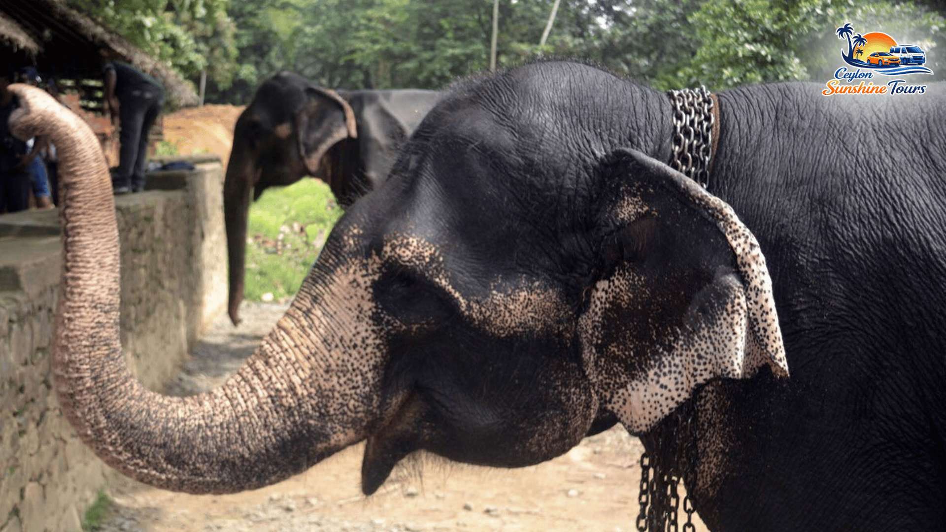 Jeep safari wildlife adventure in Habarana