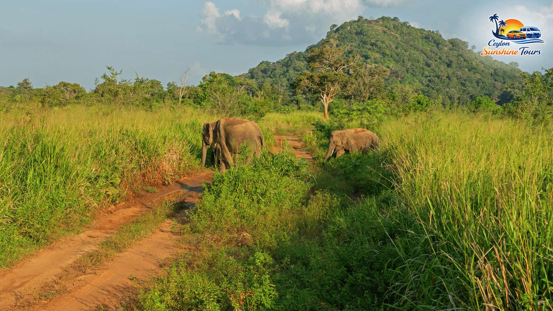 Habarana safari nature and wildlife view
