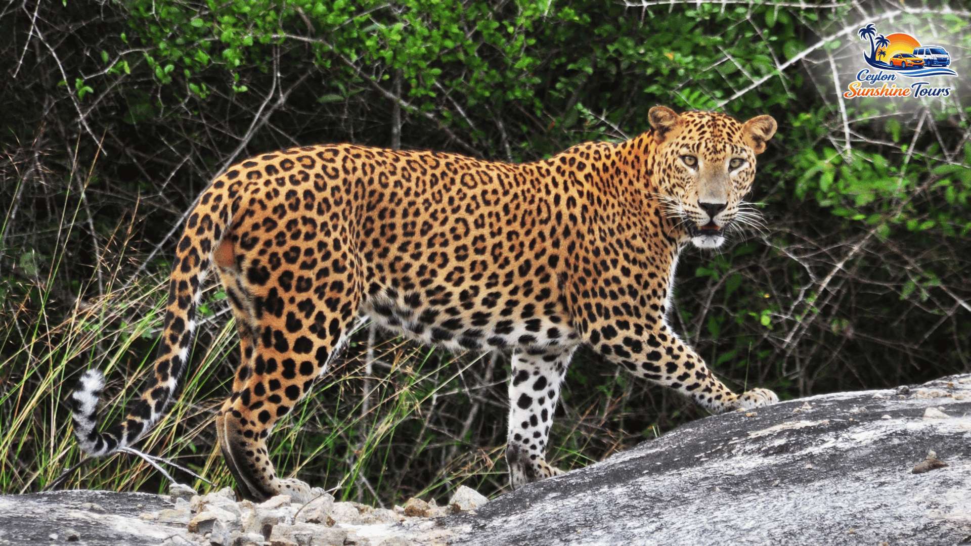 Wildlife safari in Yala National Park