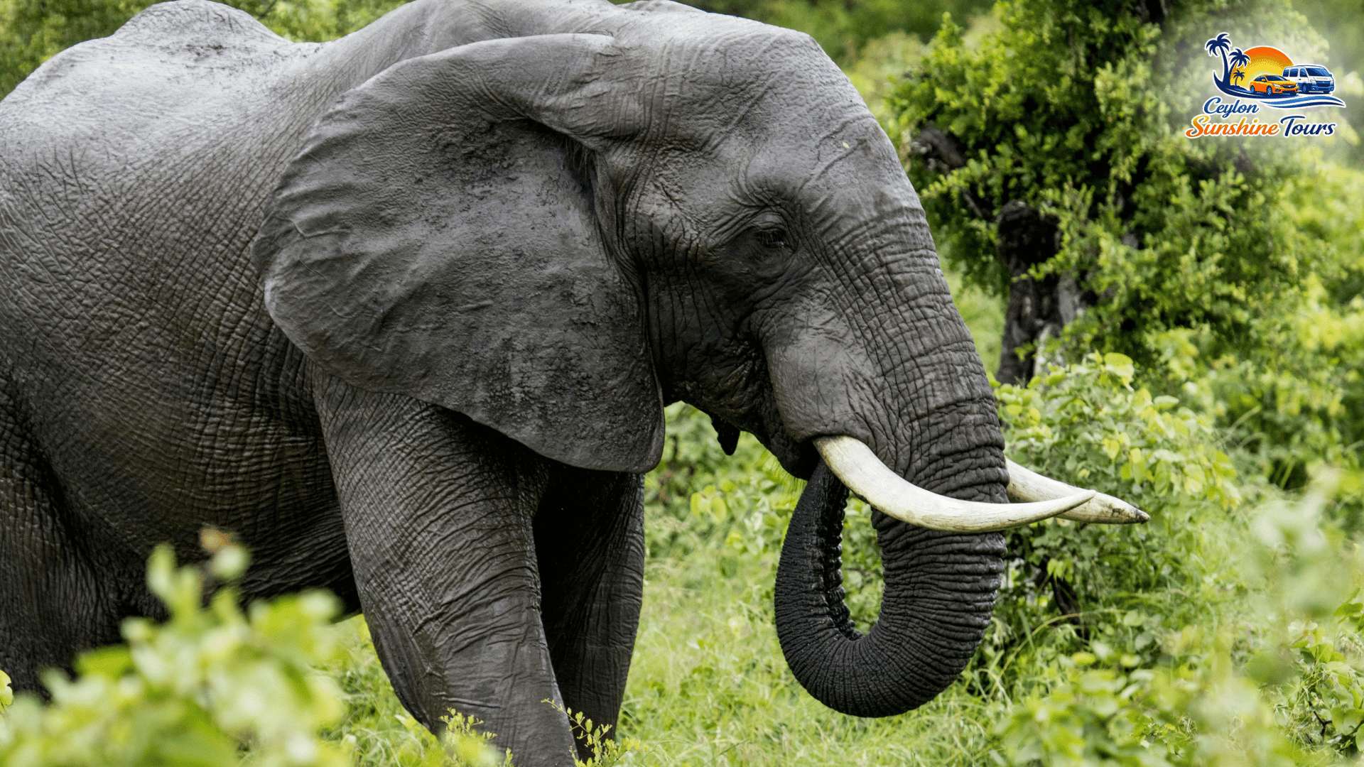 Leopard spotting in Yala Sri Lanka