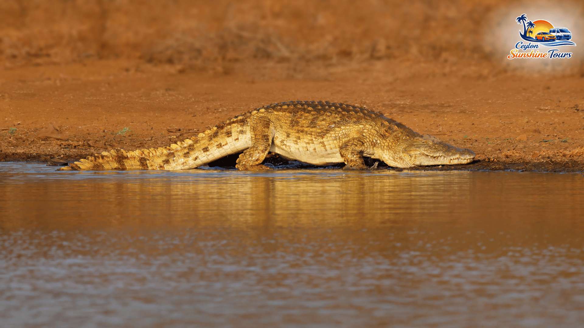Elephant safari experience in Yala