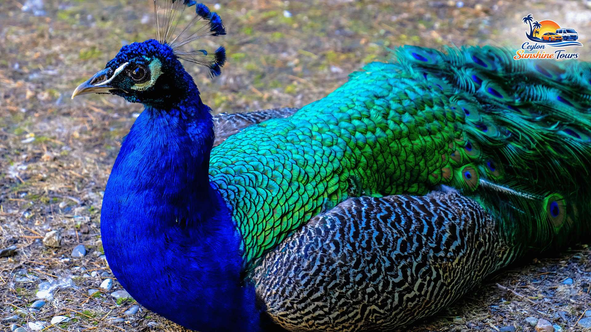 Yala National Park wildlife photography