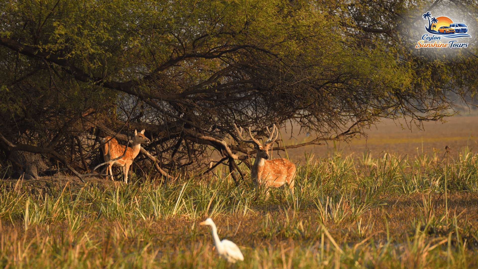 Scenic safari experience in Yala National Park